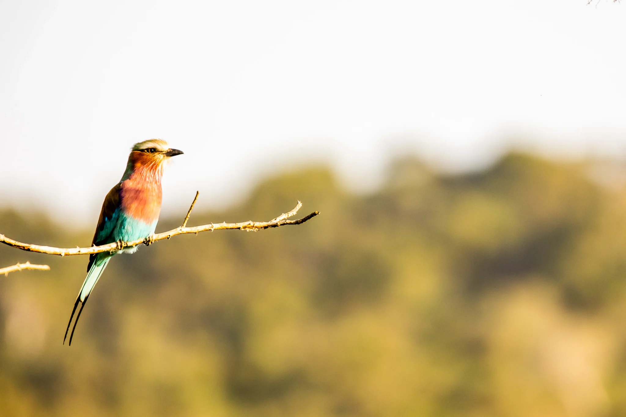 bird