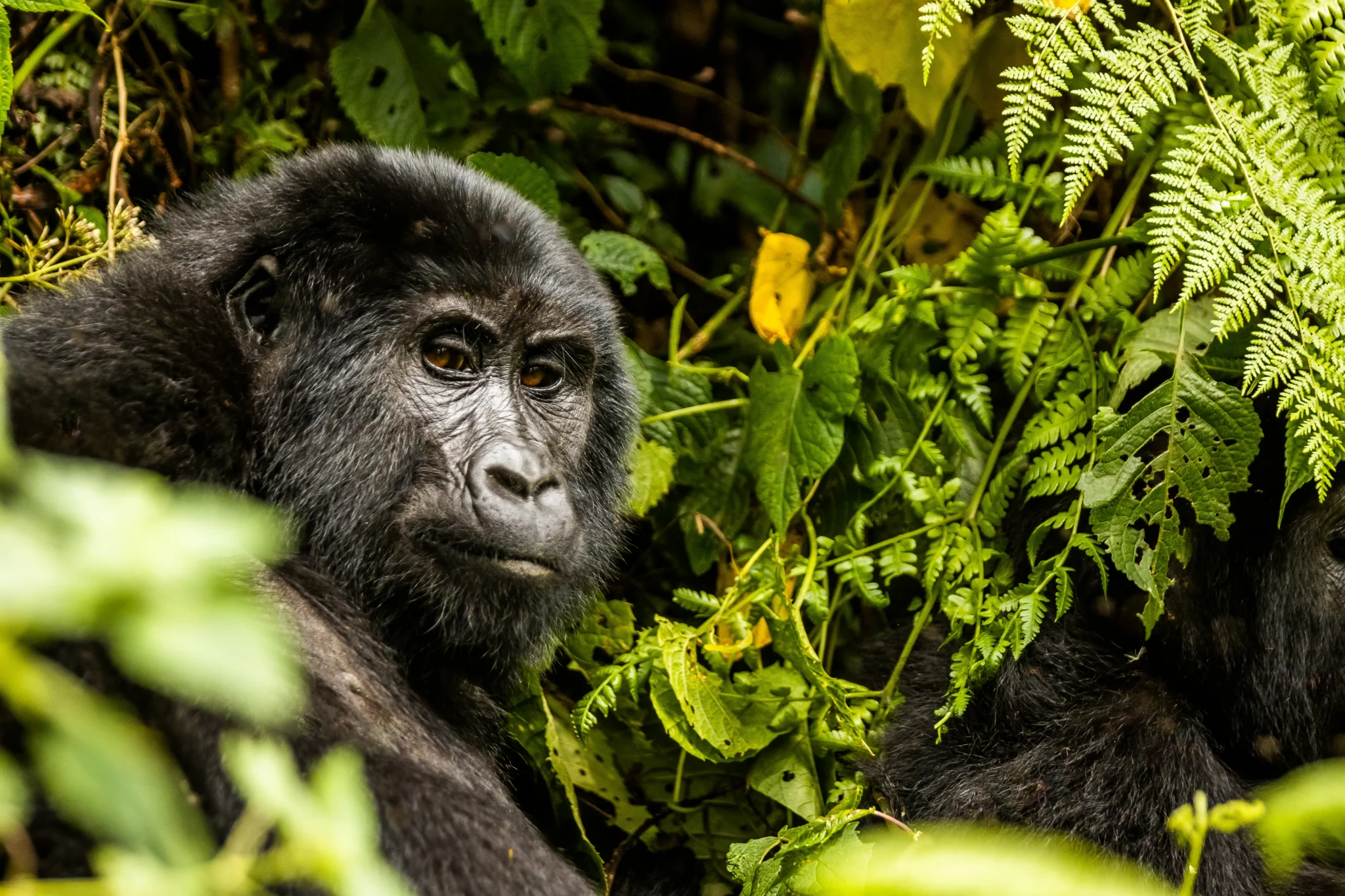 monke