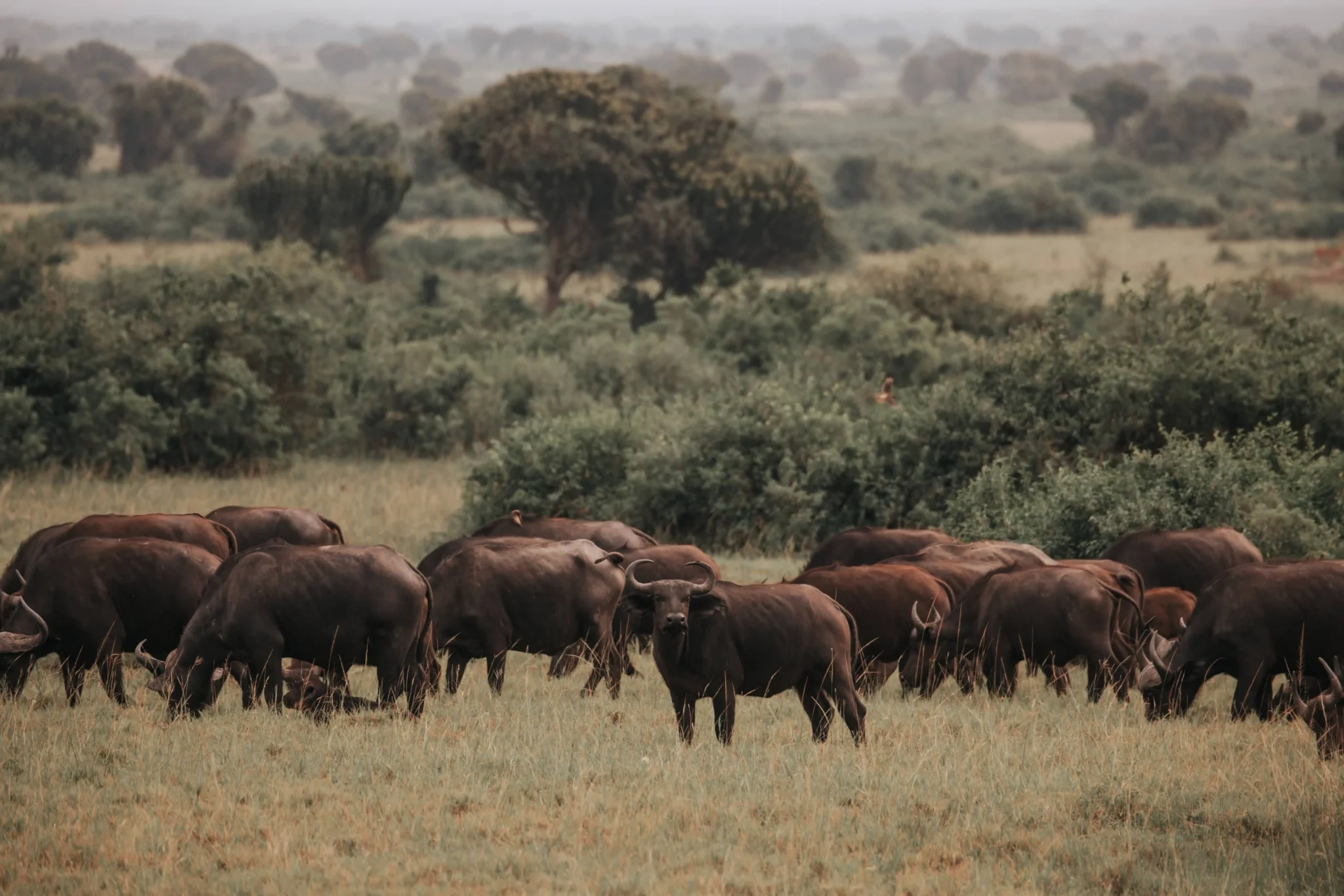 herd-of-buffalo